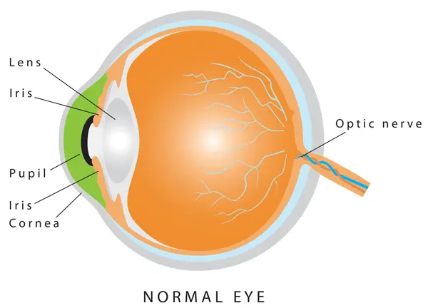 Normal Eye